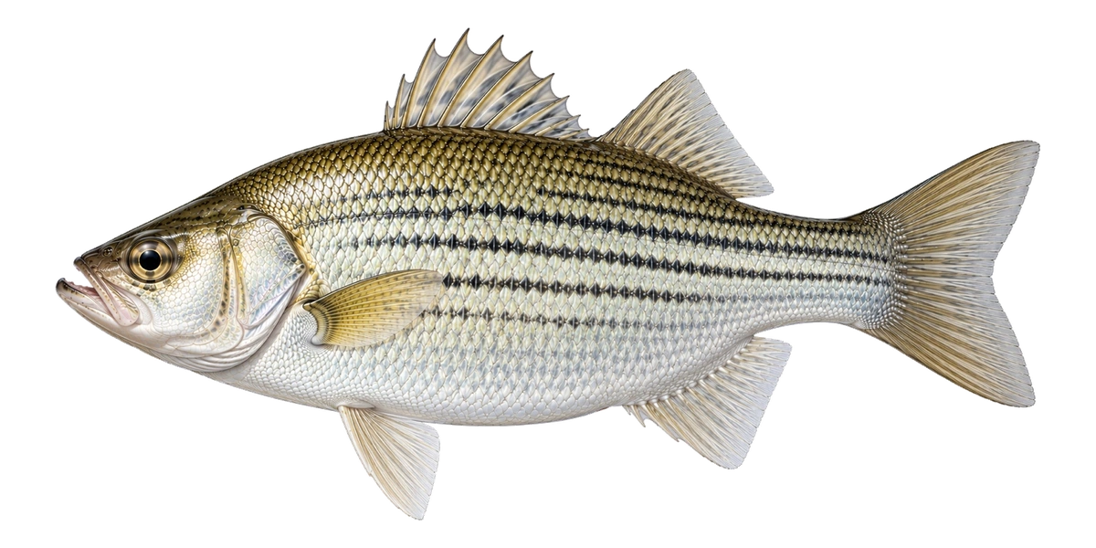 Lake Monkey artwork of Hybrid Striped Bass / Bodie Bass