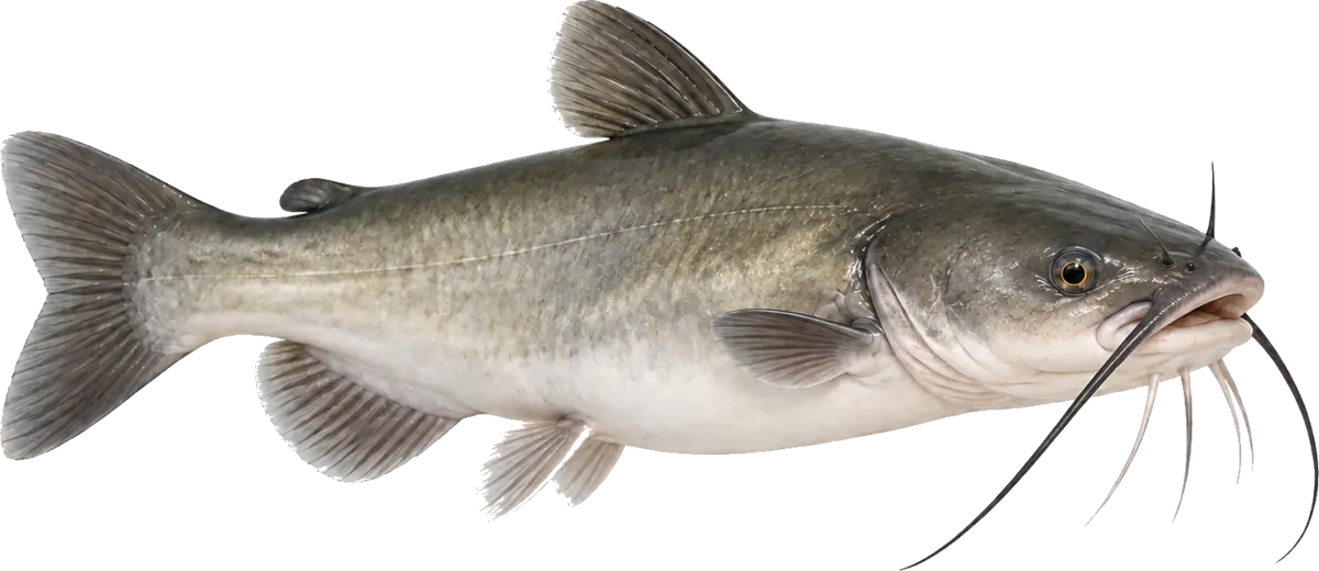 Lake Monkey artwork of White Catfish